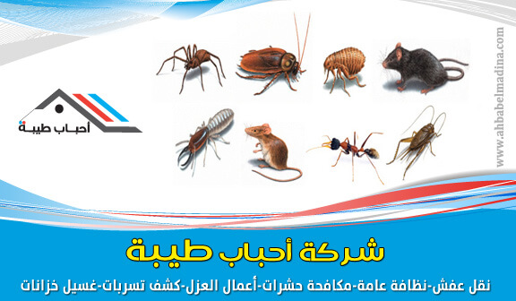 شركة مكافحة حشرات بالمدينة المنورة 0557763091 مع الضمان