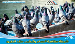 شركة مكافحة الحمام بالمدينة المنورة - ومكافحة الحمام في البيوت وتركيب طارد الحمام