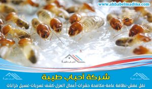 شركة مكافحة النمل الابيض بالقطيف ورشه بمبيدات مستوردة تقضي على حشرة الأرضة