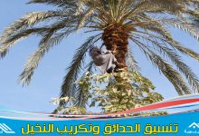 شركة تكريب النخيل بجدة & وافضل معلم تكريب نخيل لتنظيف وتلقيح النخيل بأحدث المعدات