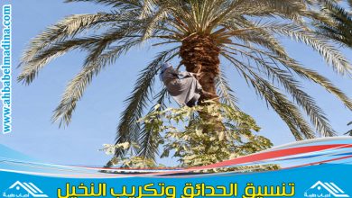 شركة تكريب النخيل بجدة & وافضل معلم تكريب نخيل لتنظيف وتلقيح النخيل بأحدث المعدات