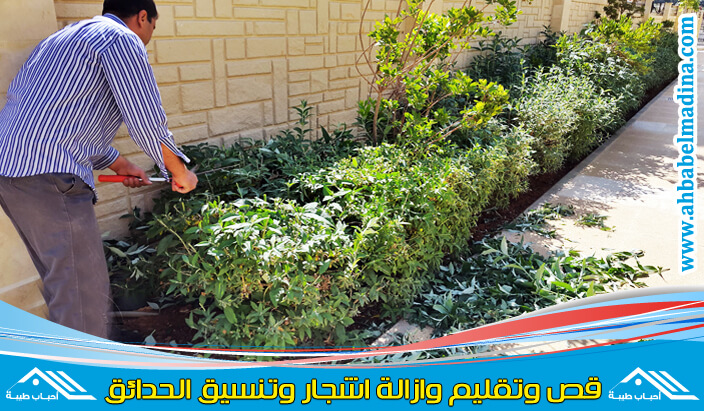عامل قص الاشجار بالقطيف خبير محترف في قص وتقليم الاشجار بالقطيف في أقل وقت وبأفضل سعر