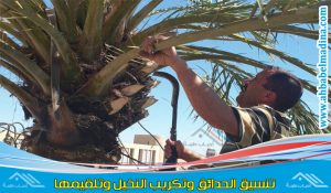 تكريب النخيل بخميس مشيط بواسطة أفضل عامل تكريب وتقليم نخيل بخميس مشيط