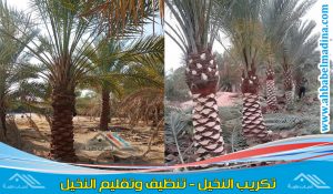تكريب نخيل بالجبيل وتقليم نخيل بالجبيل والجبيل الصناعية بالأدوات الحديثة