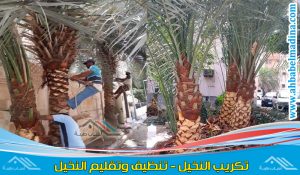 تكريب نخيل بالجبيل وتقليم نخيل بالجبيل والجبيل الصناعية بالأدوات الحديثة