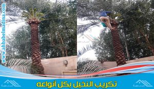 شركة تكريب النخيل بالرياض لإزالة السعف وتنظيف وتكريب النخل الواشنطوني بسكين كرب النخل